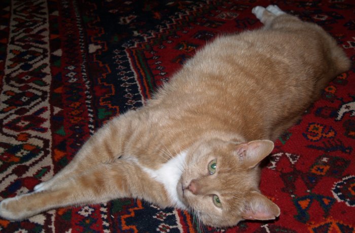 7. Nutty the cat - just relaxing.
