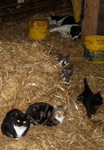 37. Farm cats, Danby Dale, North Yorkshire