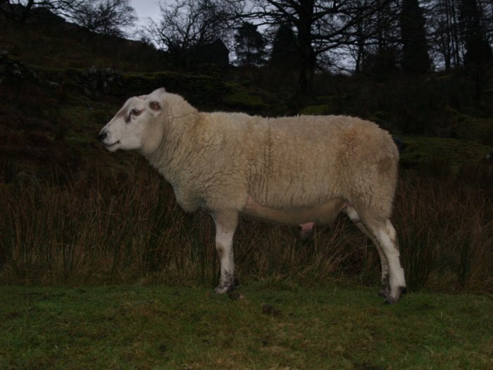 29. Posing sheep, Kentmere Valley, Lake district, England