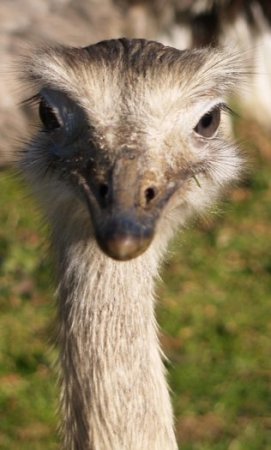 40. Ostriches in Danby Dale
