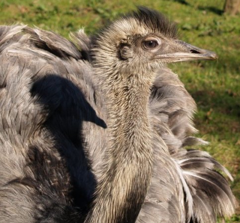 40. Ostriches in Danby Dale