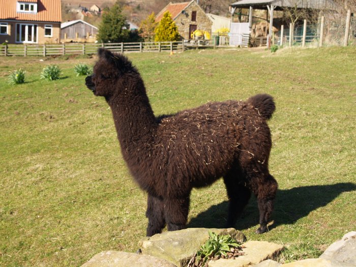 25. One of the alpaca's of Castleton, North Yorkshire, England