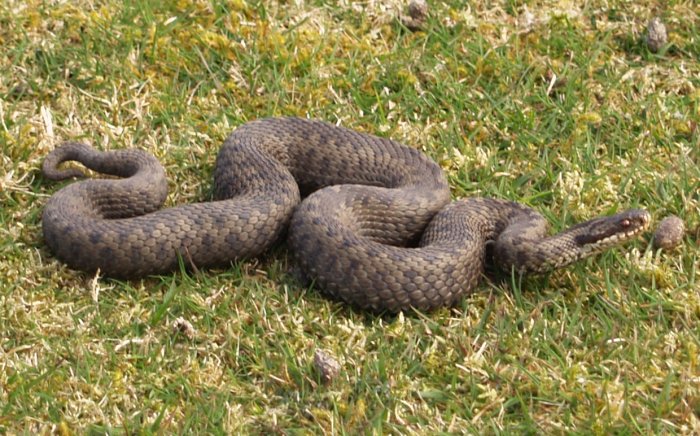13. An adder snake caught out in open moorland, above Rosedale, North Yorkshire