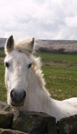 31. A beautiful white horse in Danby Dale, North Yorkshire with Castleton Rigg in the background