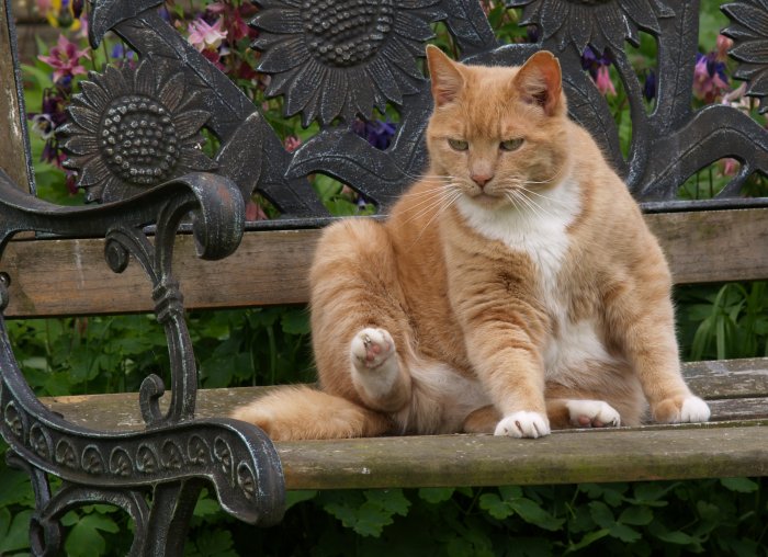 2. Nutty the grumpy schoolhouse cat.