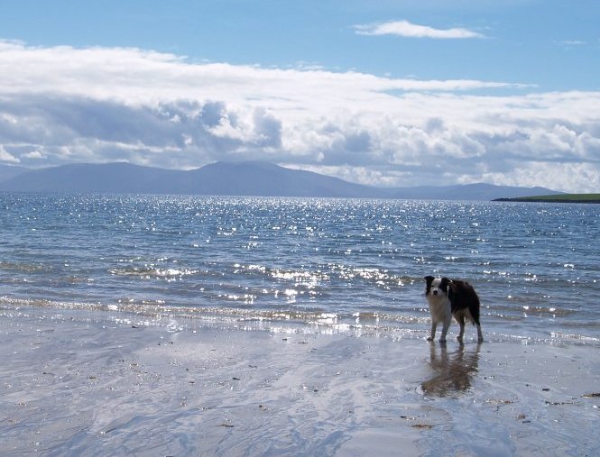 14a. A sheepdog on Ventry Beach, Dingle Peninsular, County Kerry, Ireland
