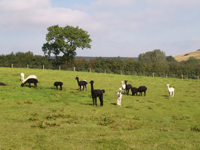 39. The pack or herd? of alpaca's in Danby Dale, North Yorkshire