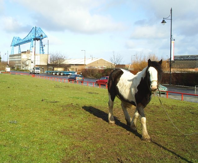 27. Tethered 'travellers' horse in Middlesbrough, Teesside, Cleveland, England. The wonderful Transporter Bridge over the River Tees is in the background.