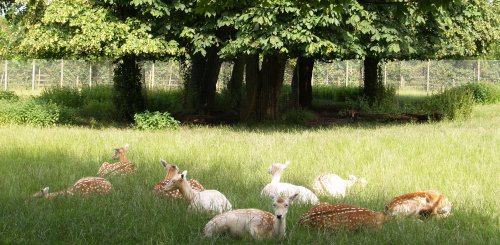 The beautiful small deer in the 'zoo'.