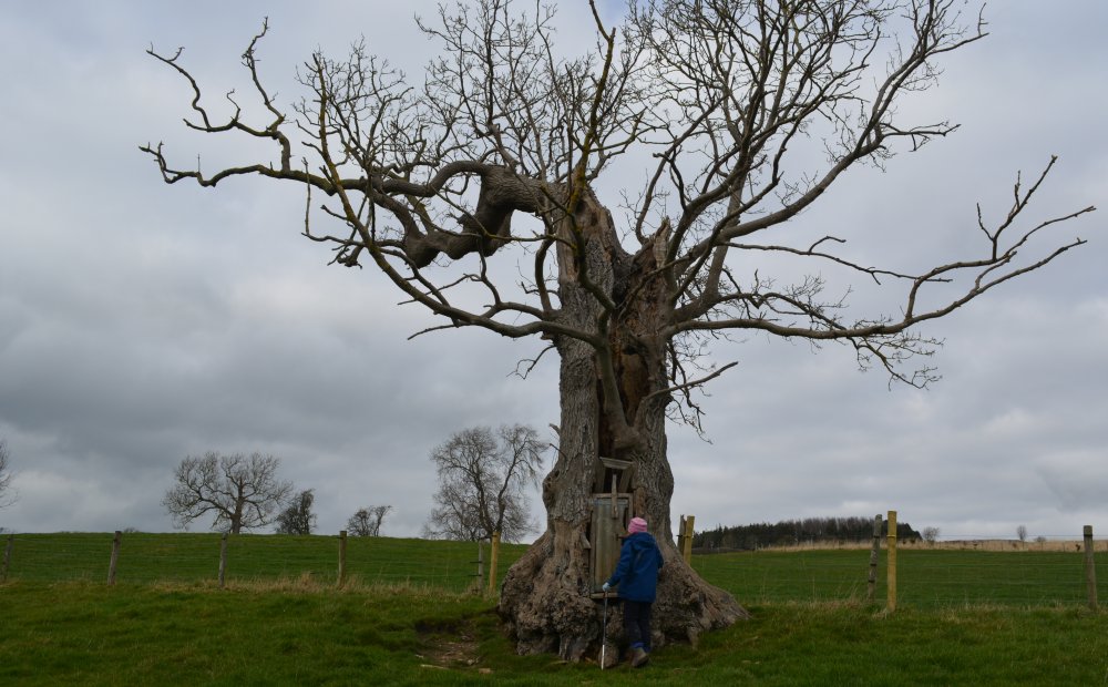  Jervaulx Abbey circular walk