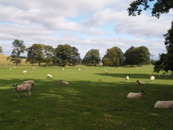 Jervaulx Parkland graizing sheep Circular walk from Jervaulx Abbey