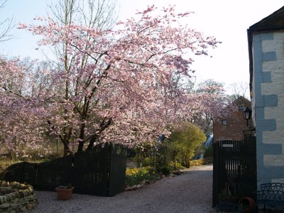 Wonderful Cherry blossom by the Rutter Force cottage.