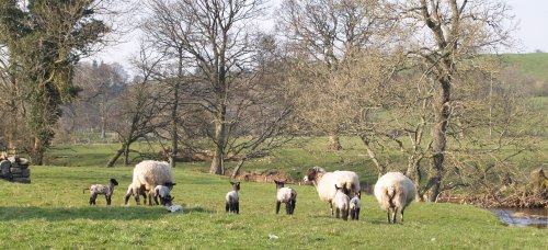 Lots of spring lambs around jealously guarded by the sheep.