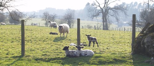Lots of spring lambs around jealously guarded by the sheep.
