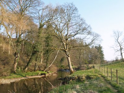 and stark atmospheric woodland in the crisp light of a cool spring day.