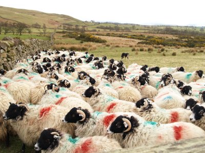 Near Harbour Flatt Farm the sheep arre being rounded up by the sheepdog ('the boss') behind them.
