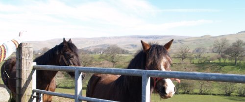 Some Westmorland? ponies in a field by the church.