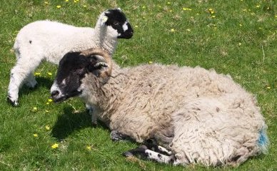 The hardy swaledale sheep grazing in the lovely peaceful limestone meadowland, which are `all over the Yorkshire Dales.