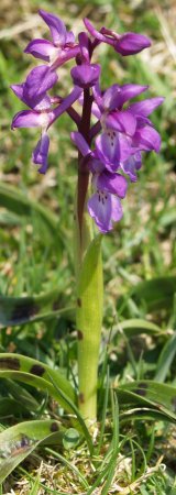 wild orchid above Malham Cove
