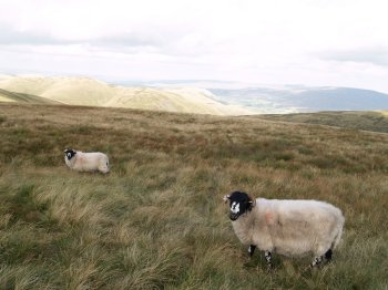 You then head south over several of the Howgill summits with few people and only a few sheep and cairns for company.
