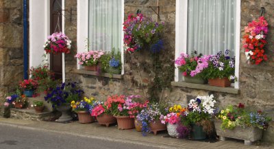 A splendid array of 'potted' flowers opposite Sedbergh School.