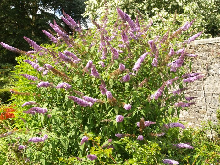 Parcevall Hall Gardens