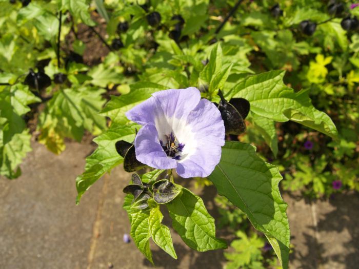 Parcevall Hall Gardens