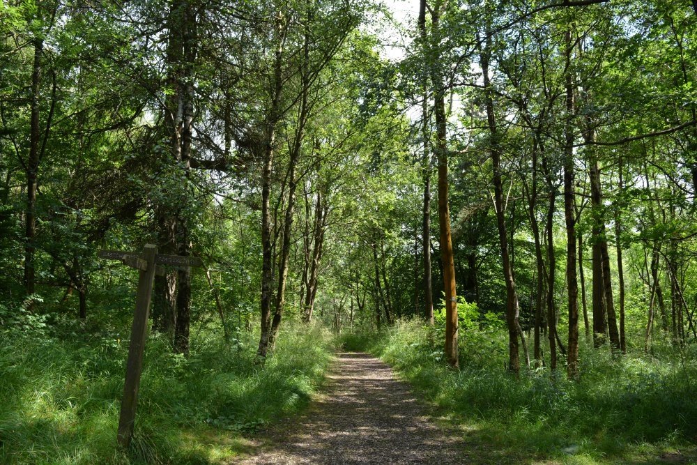 Grass Wood is one of the largest areas of broadleaved ancient woodland in the Dales, it is a wildlife-rich ash woodland occupying an area of carboniferous limestone on the north side of Wharfedale Circular walk from Grassington via Grass Wood, River Wharfe, Ghaistrill's Strid