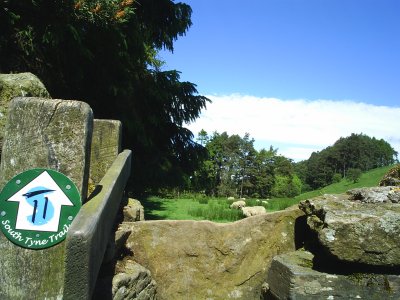 Walking along the clearly marked South Tyne Trail through quiet fields and meadow land.
