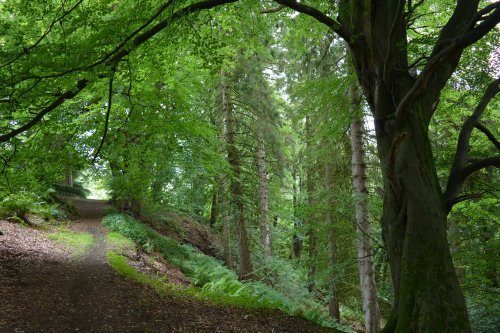 Descending through Dagger Stones Wood Reeth to Calver Hill Healaugh village River Swale circular walk Swaledale, North Yorkshire, England