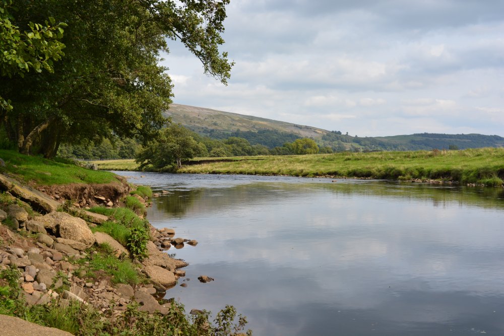 It is a beautiful stretch of walking back to Reeth fro Healaugh on the northern bank of the River Swale Reeth to Calver Hill Healaugh village River Swale circular walk Swaledale, North Yorkshire, England