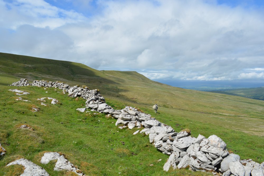 Limestone walling on Mallerstang Common Aisgill walking on Mallerstang Common, Cumbria, England