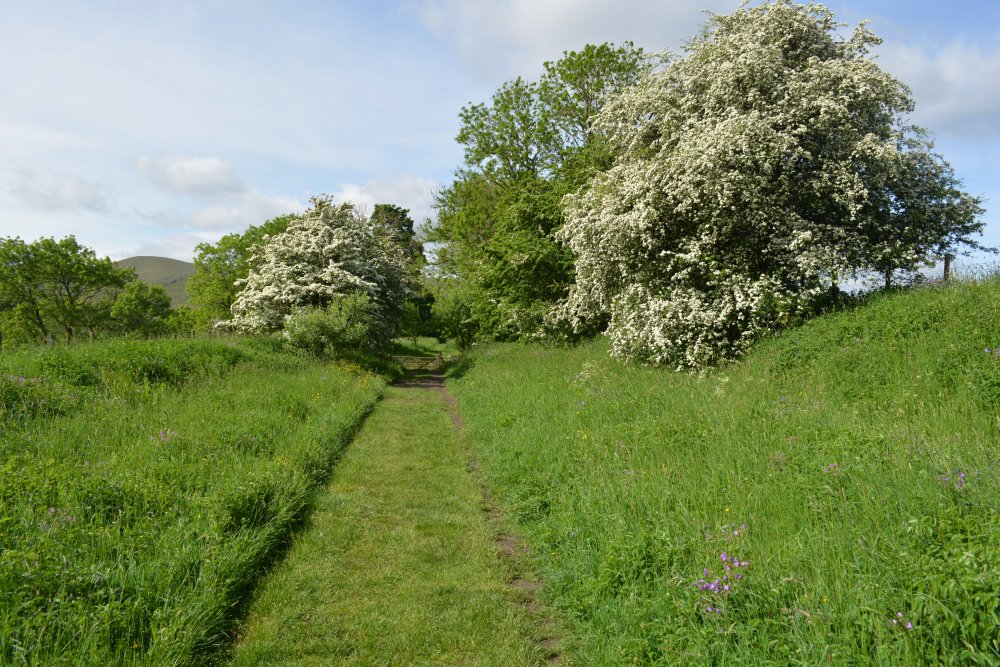 lots of wild flowers on the old railway embankments Newbiggin-on-Lune Smardale Nature Reserve Walk, Cumbria, England