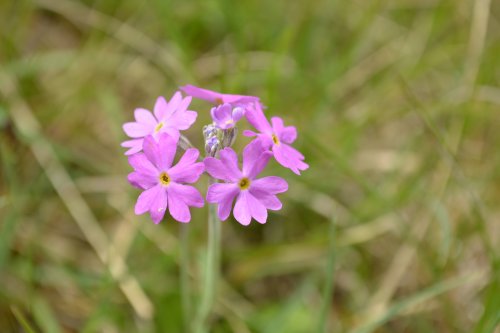  Newbiggin-on-Lune Smardale Nature Reserve Walk, Cumbria, England