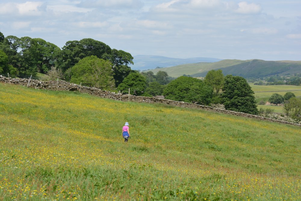 Heading along through meadow fields to Deepgill Climbing up Wild Boar Fell, walk from Mallerstang Dale, Cumbria, England