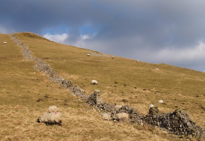 An old dry stone wall up the south side of Elbolton Hill walk from Grassington, Wharfedale, North Yorkshire Dales National Park, England