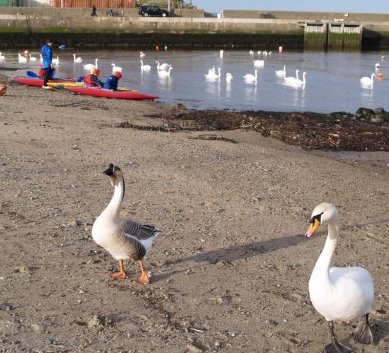 Swans, geese and canoeists in Bray Harbour.