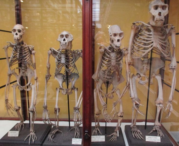 Skeletons of chimpanzee orang-utan gorilla gcse biology igcse O level revision