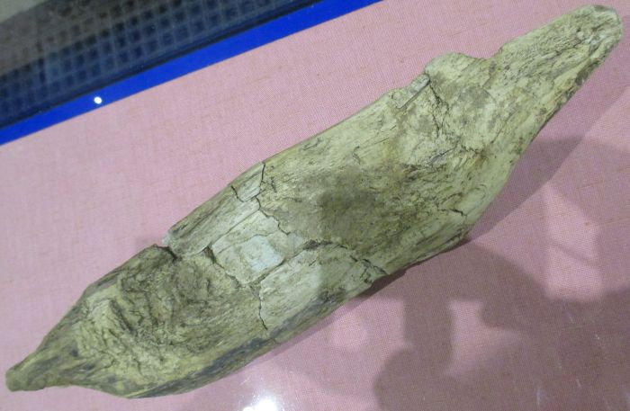 Was this a mesolithic toy boat? National Museum Ireland Archaeology Dublin
