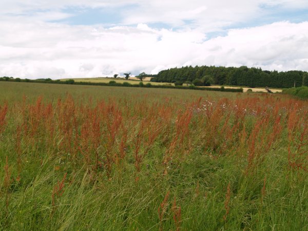 Helmsley - Rievaulx walk