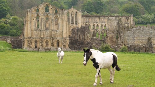 Rievaulx Abbey ruins.