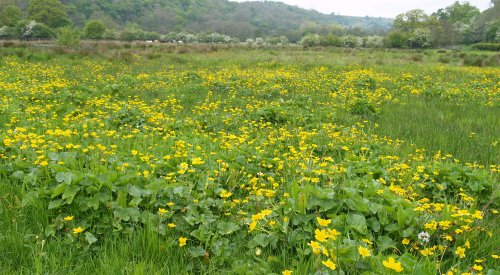 ... filled with marsh marigolds.
