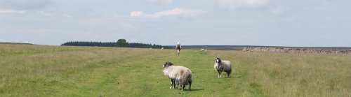 Heading north on the wonderfully open green road on Dale Town Common with just a few sheep for company.