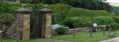 The yew hedge at Arden Hall.