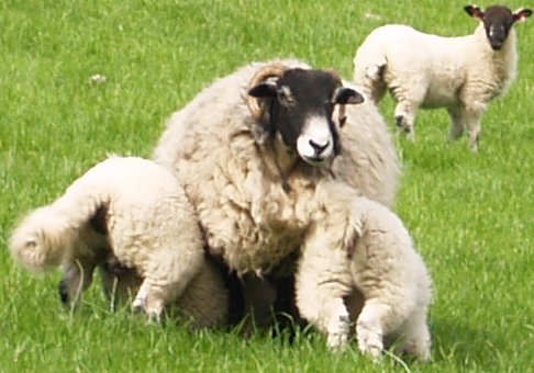 Late 'bottoms up' spring action!
