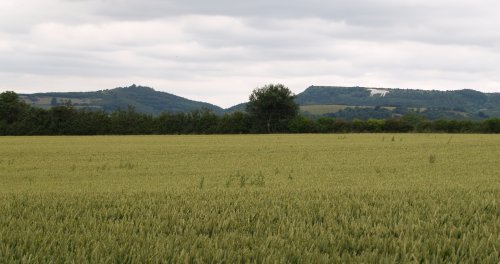 After leaving Coxwold village you are soon walking through tranquil farmland with views of the White Horse of Kilburn, scraped out of the limestone hills above the fiel