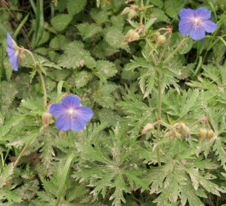 ... and the wild flowers in the 'healthy' hedgerows