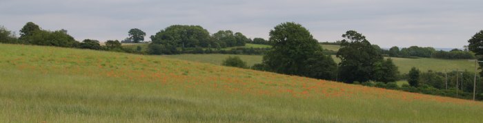A swathe of poppies in a field down from Beacon Banks between Husthwaite and Newburgh Priory.