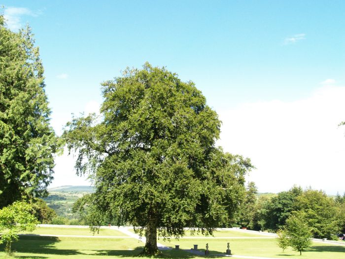Woodstack Gardens & Arboretum