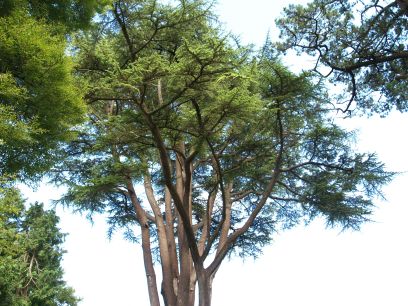 Woodstack Gardens & Arboretum